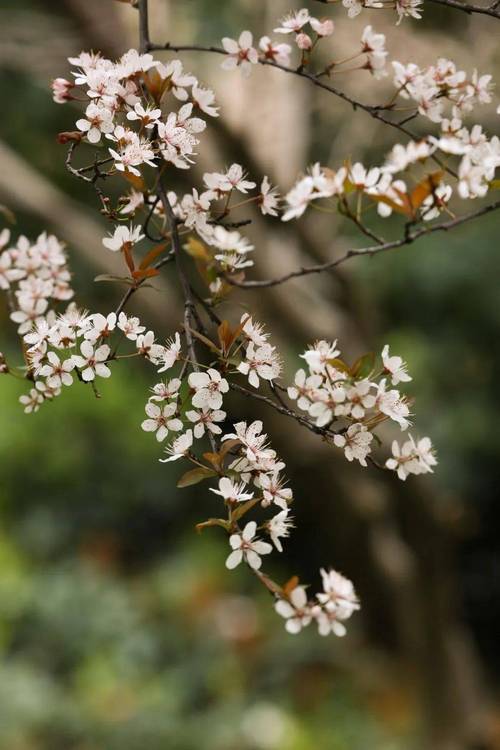 一场花事一场梦  第1张