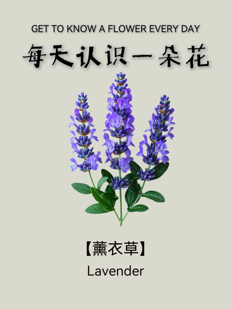 默默等待的薰衣草【十】  第1张