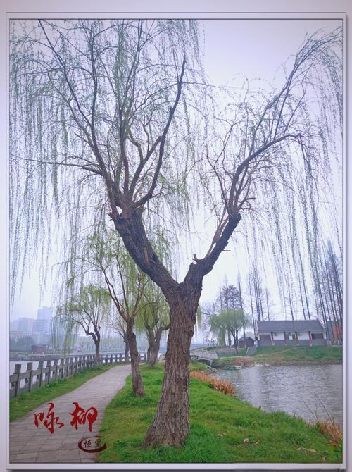 故乡的柳树 第1张 故乡的柳树 第1张