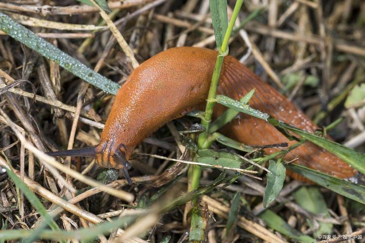 年少的蜗牛没有壳  第1张