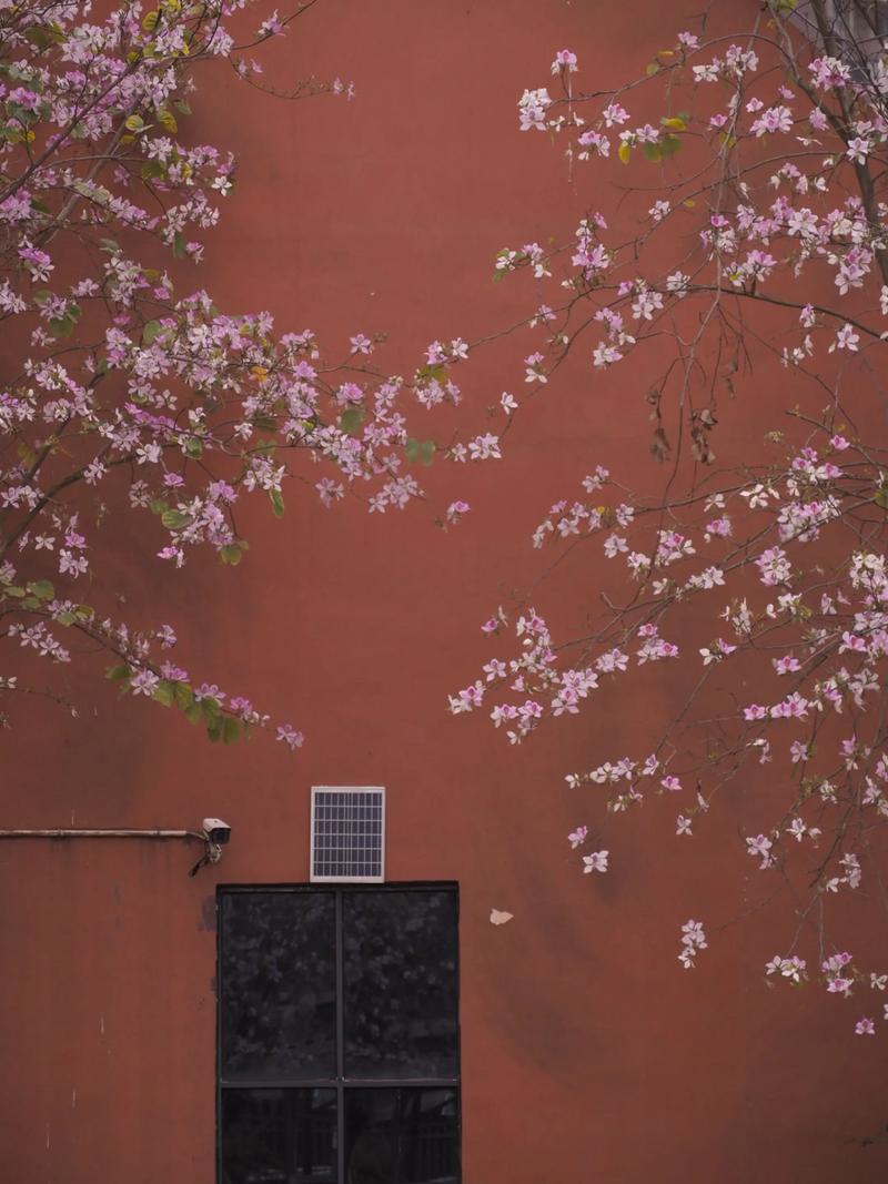 四月的情思  第1张