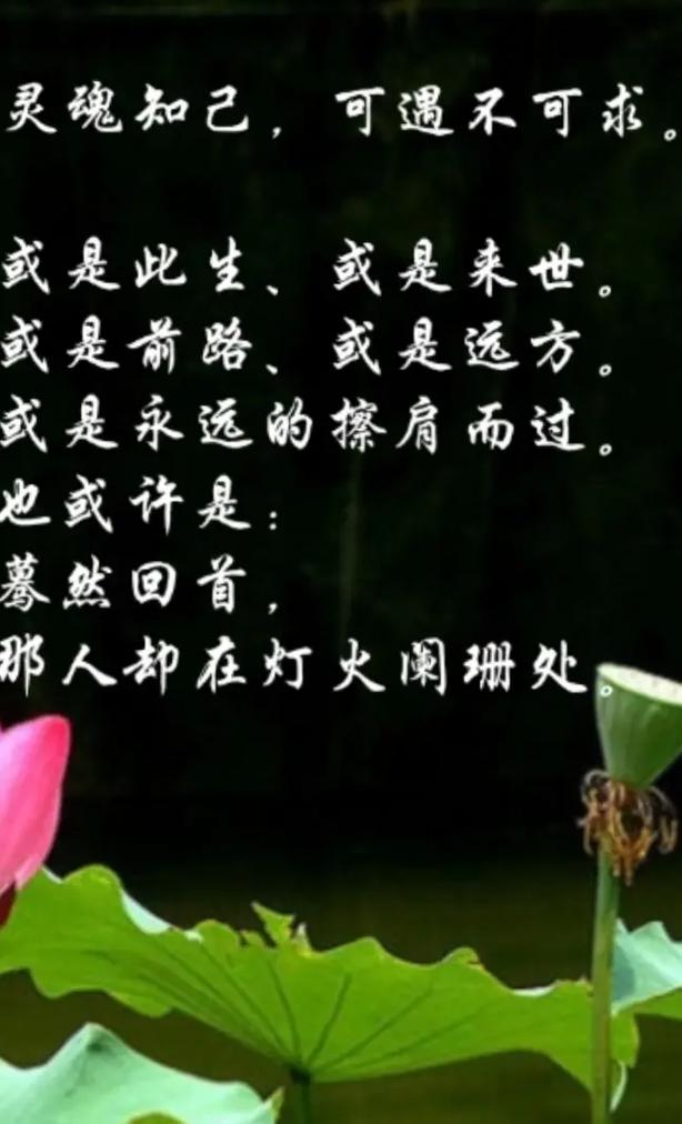 永远的知己  第1张