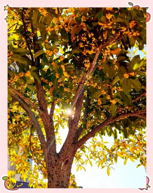 金秋八月，桂花飘香  第1张