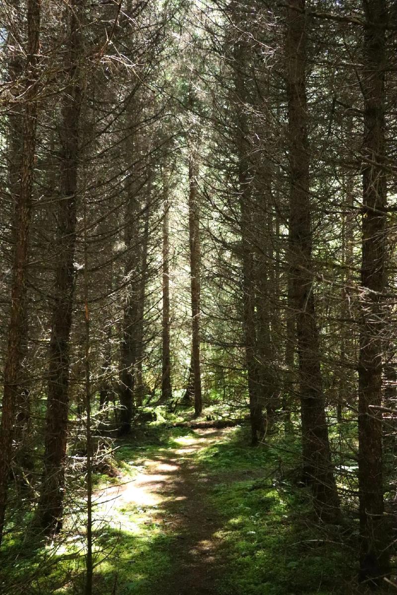 穿越浓密的原始森林  第1张