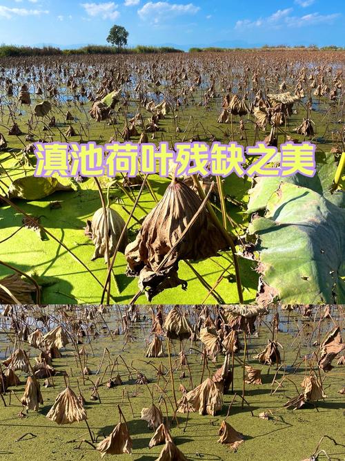 残缺之前，找到自己美的地方  第1张