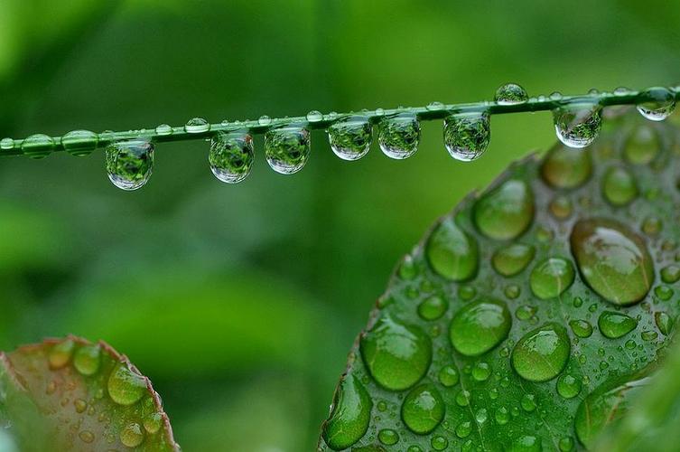 雨水珠儿  第1张