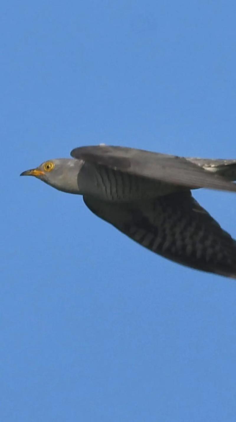 童年的那只布谷鸟  第1张