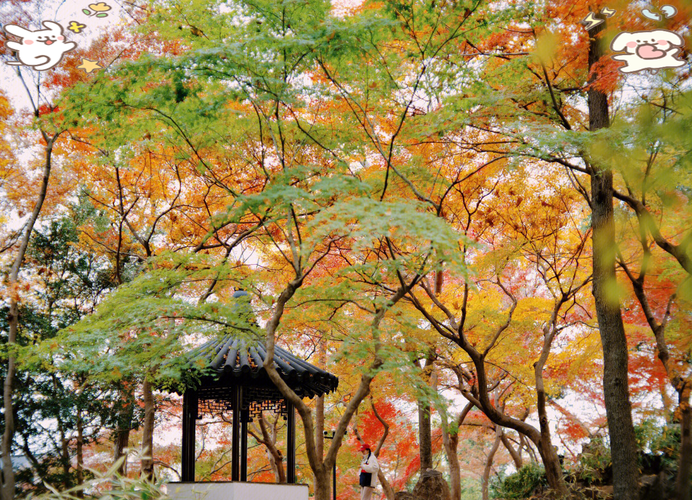 满眼秋色美如画 这里无处不芬芳  第1张