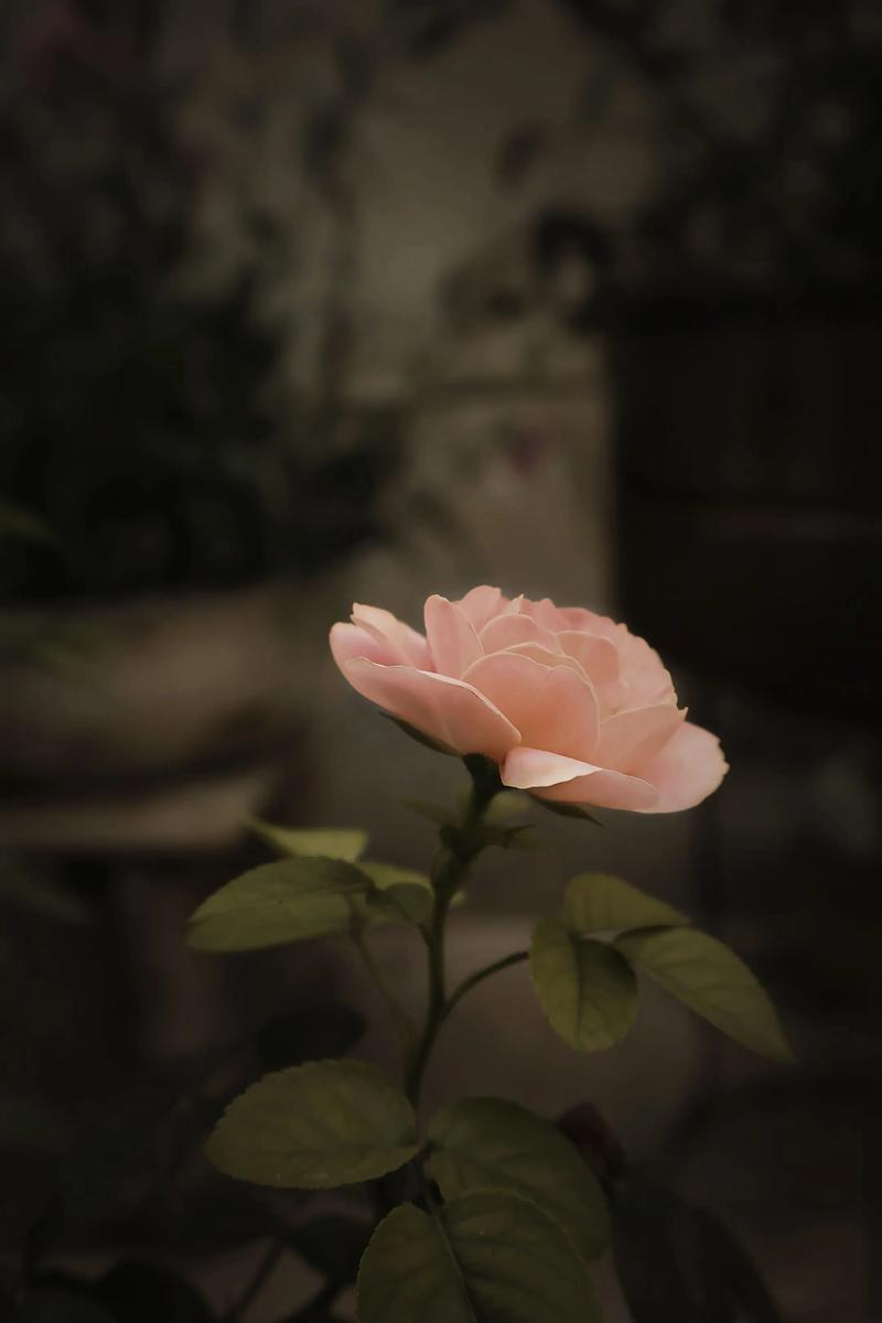 母亲的月季花  第1张