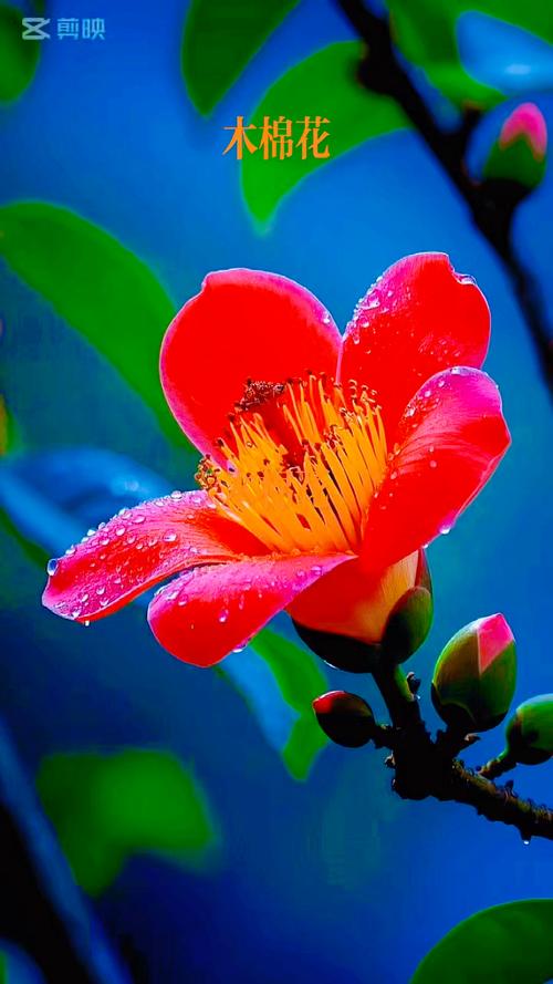 木棉花开  第1张