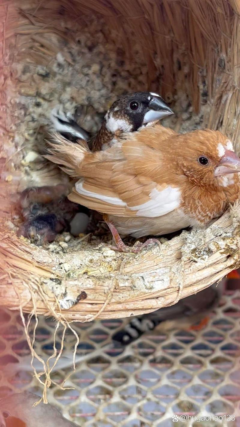 群鸟之家  第1张