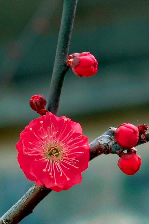 一纸梅花耀眼明  第1张