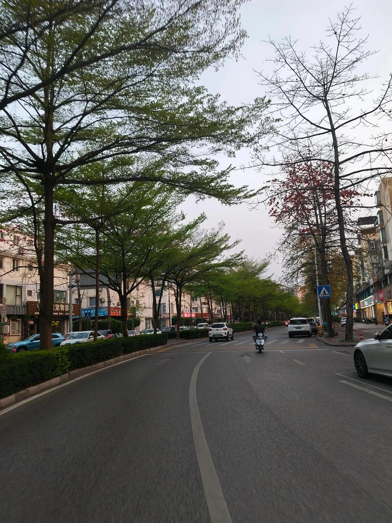 夏天的一条街道  第1张