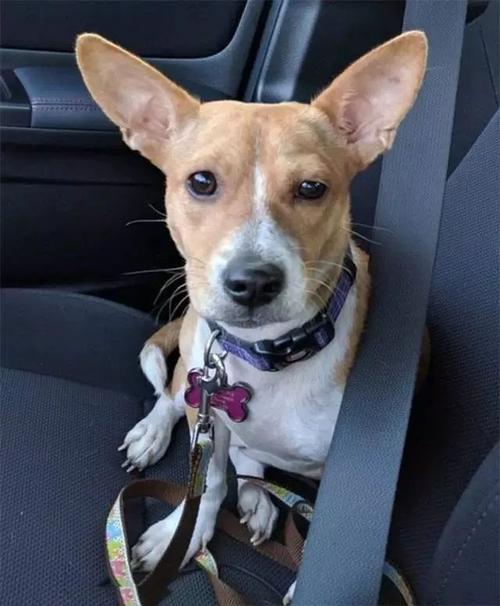 别跑，我只想在你身边  第1张