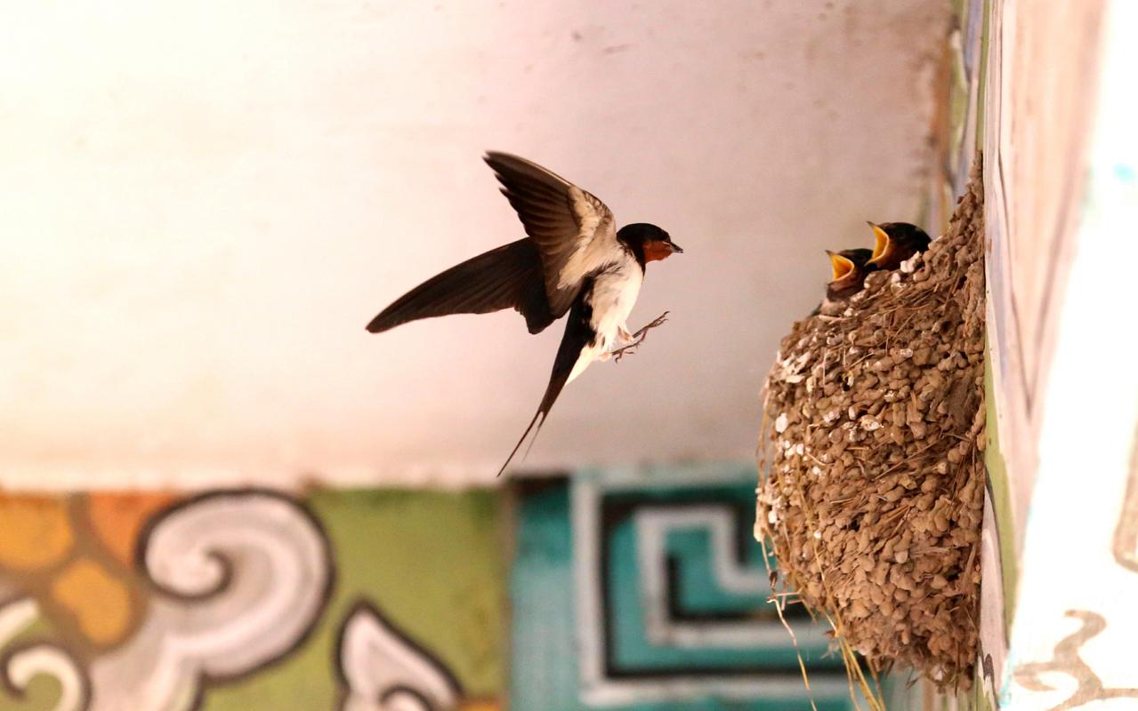 筑巢的小燕子  第1张