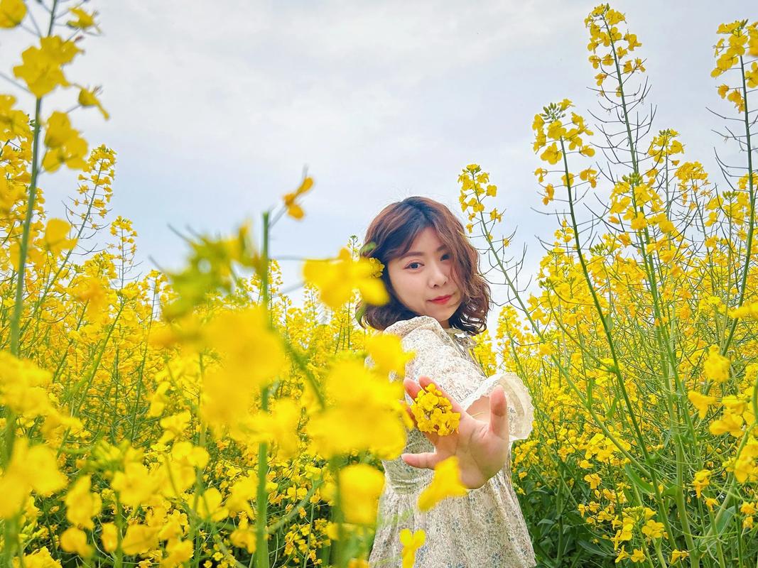 捧一把油菜花  第1张