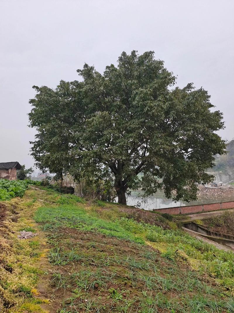 村子里的树  第1张