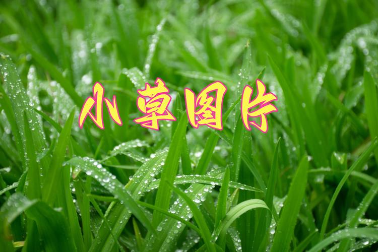 春天里的一棵草  第1张