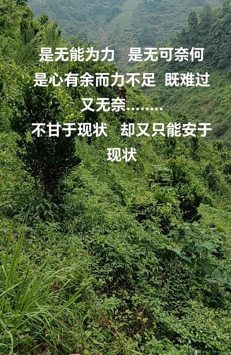 原来，想而不能，最无奈  第1张