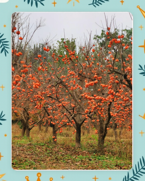 父亲的柿子园  第1张