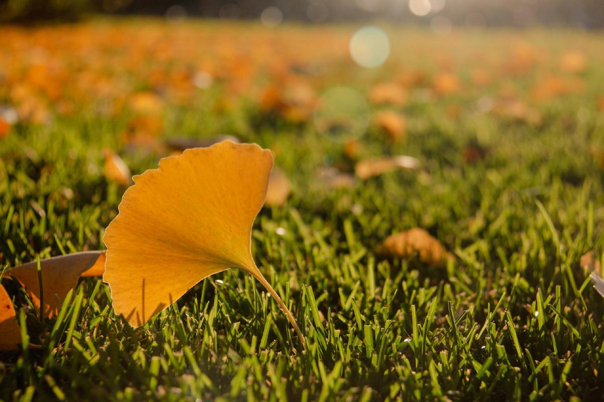 秋风婆娑  第1张