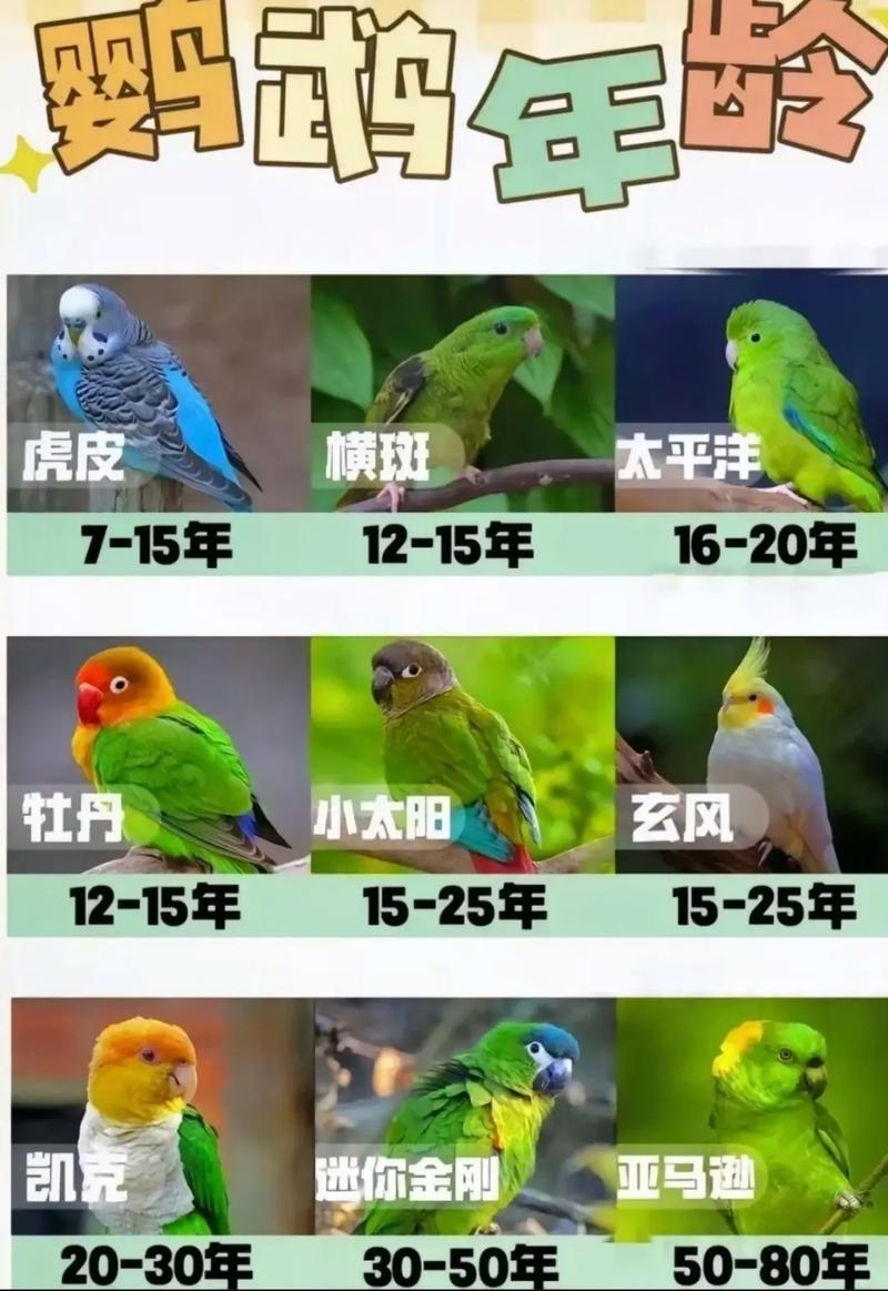 爷爷的鹦鹉去哪儿了  第1张