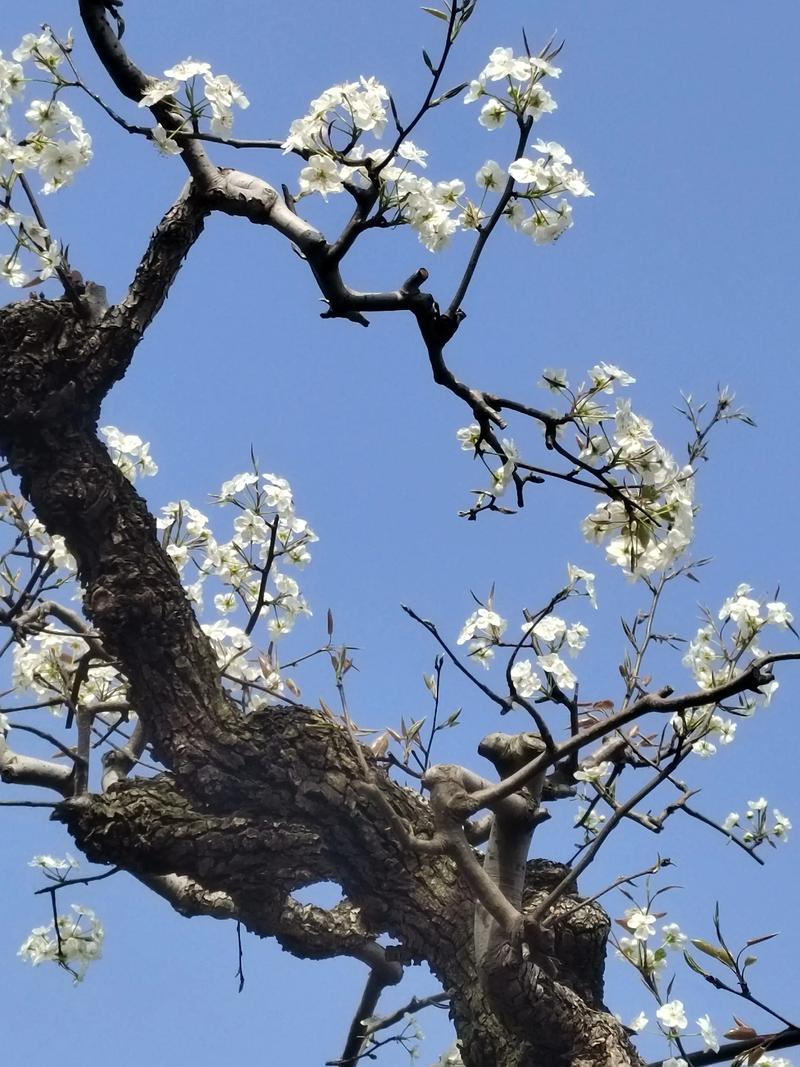 梨花盛开那年  第1张