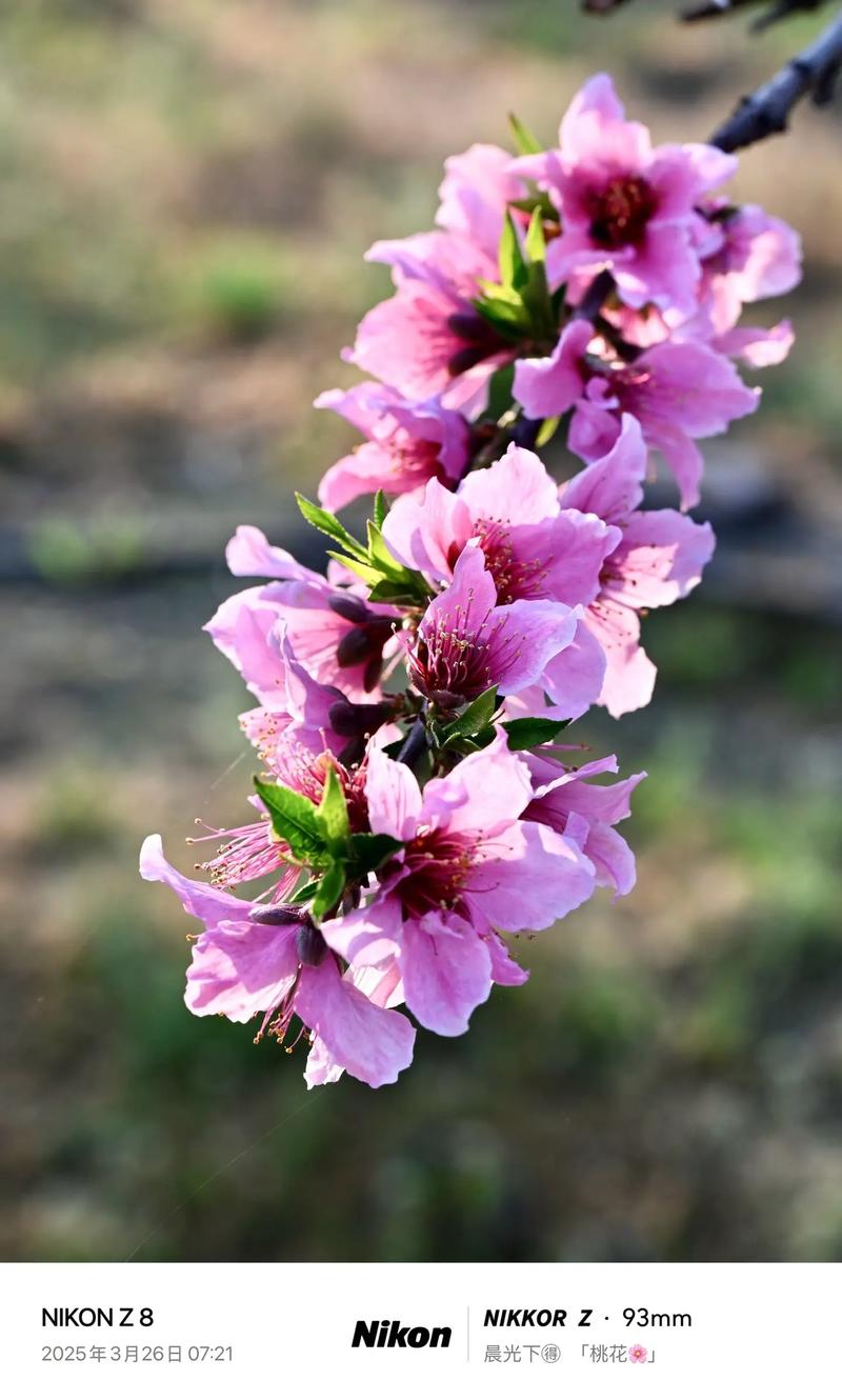 晨露中的桃花（三）  第1张