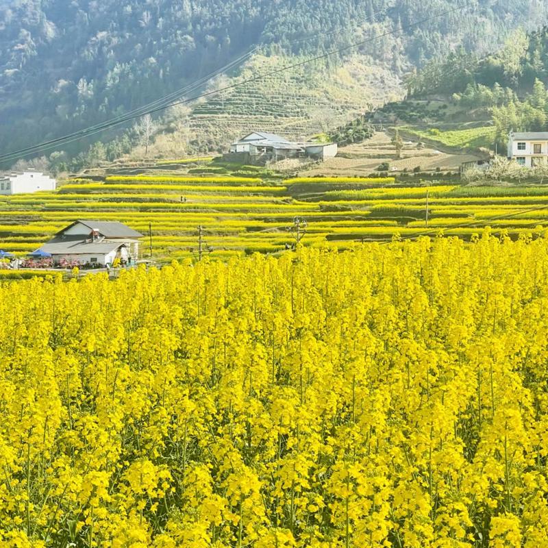 油菜花开的季节  第1张