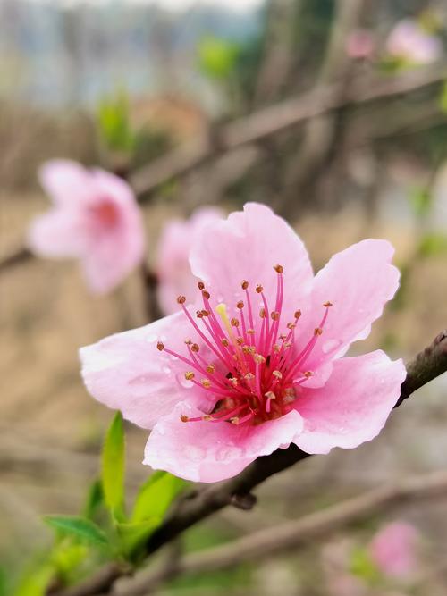 晨曦中的桃花  第1张