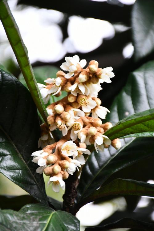 枇杷花开  第1张