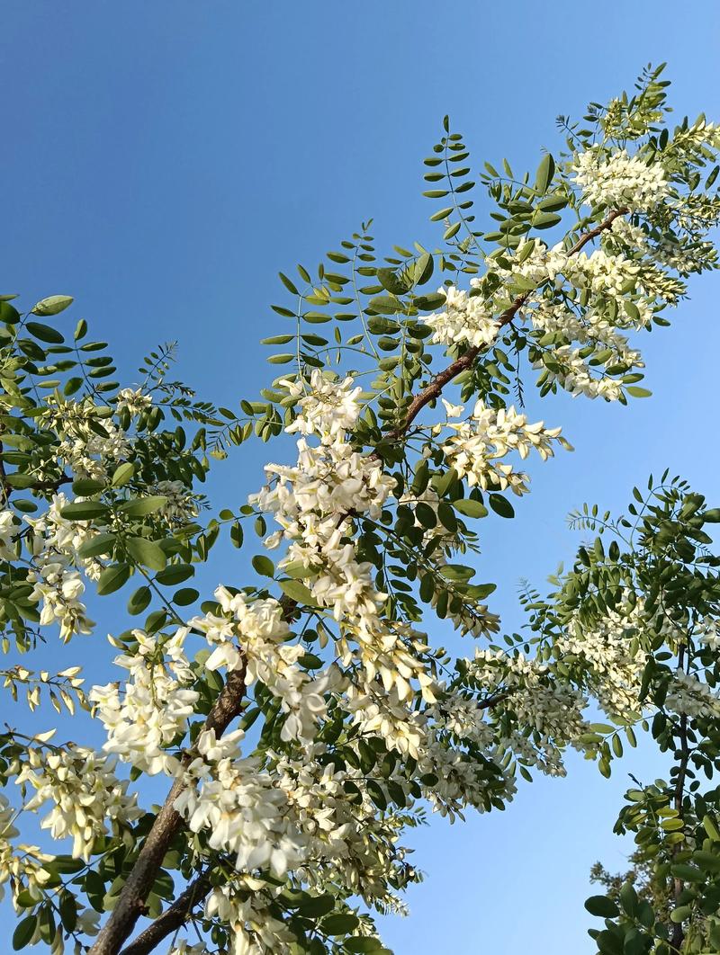 淡淡槐花香  第1张