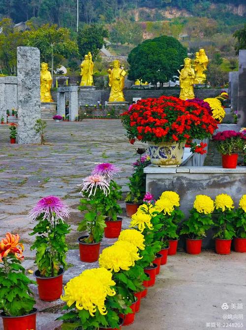 未名桥畔菊花别  第1张