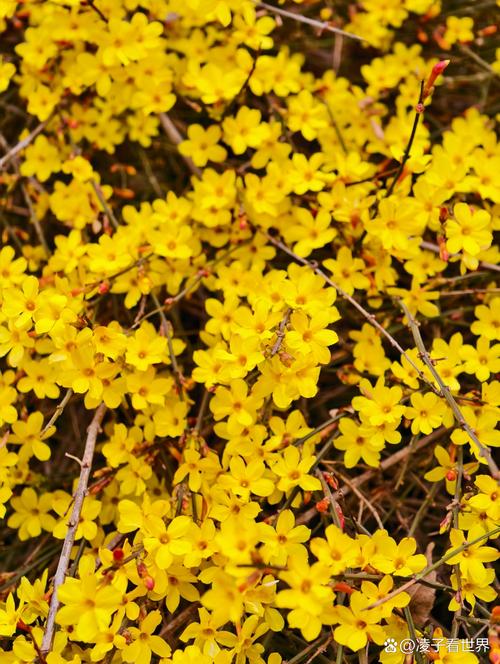 迎春花开  第1张