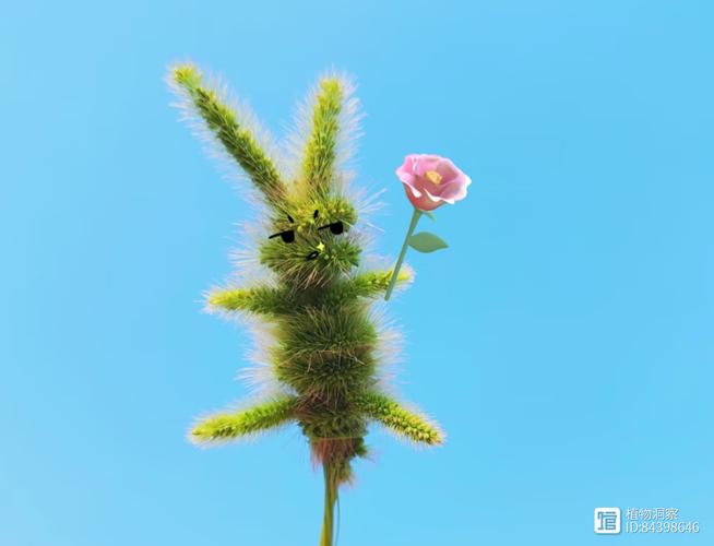 狗尾巴草  第1张