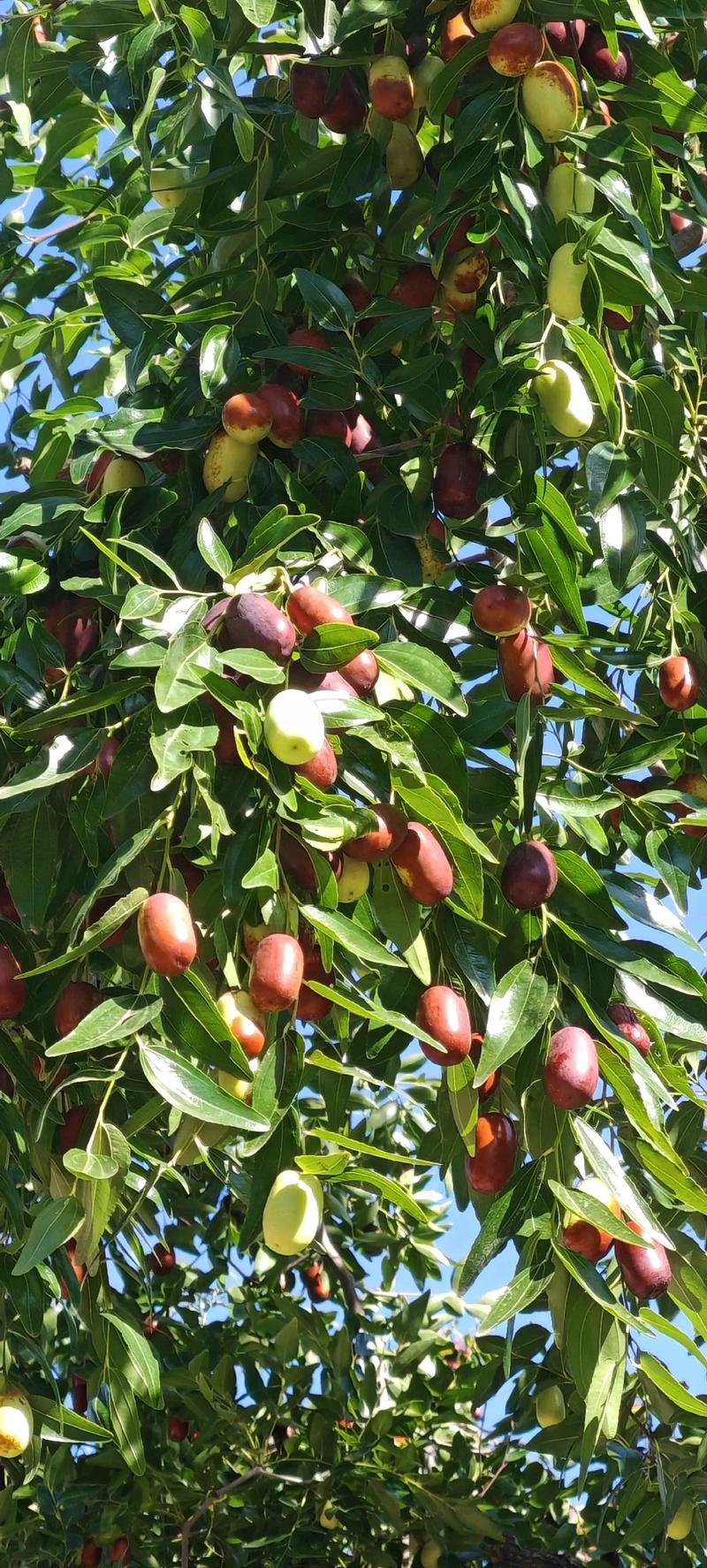 家乡的枣树  第1张