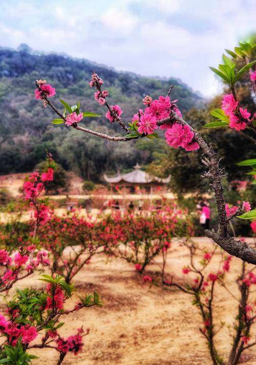桃花开  第1张