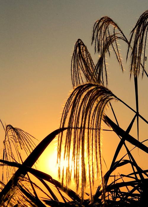 夕阳下的影望：第九章  第1张