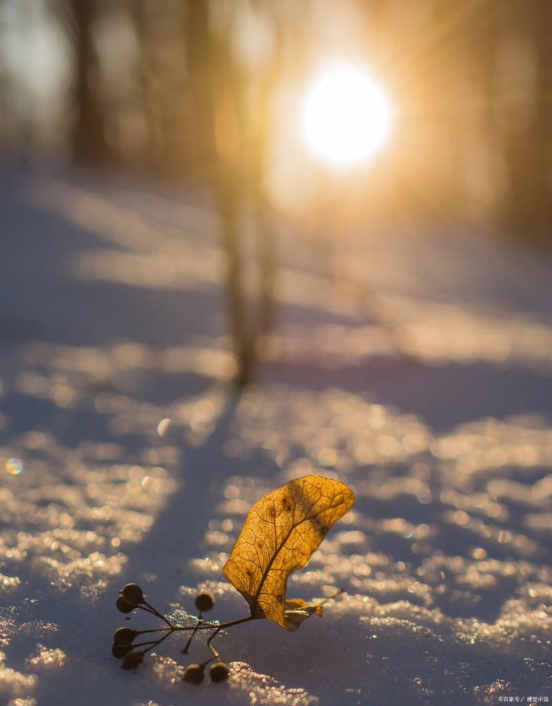 冬天的阳光  第1张