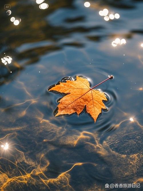 一片落叶  第1张