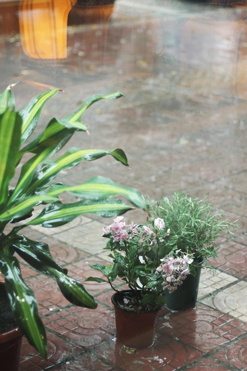 爱，在风雨中飘摇  第1张