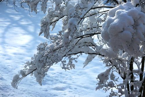 春雪之静美  第1张