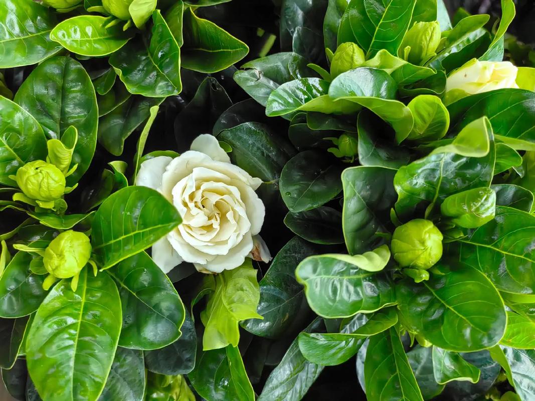 又是一年栀子白  第1张