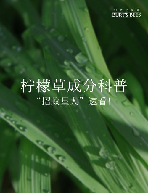 谈谈柠檬草  第1张