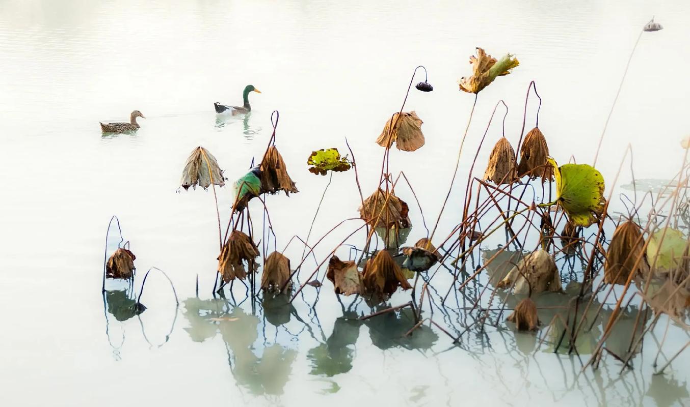 洪塘的秋  第1张