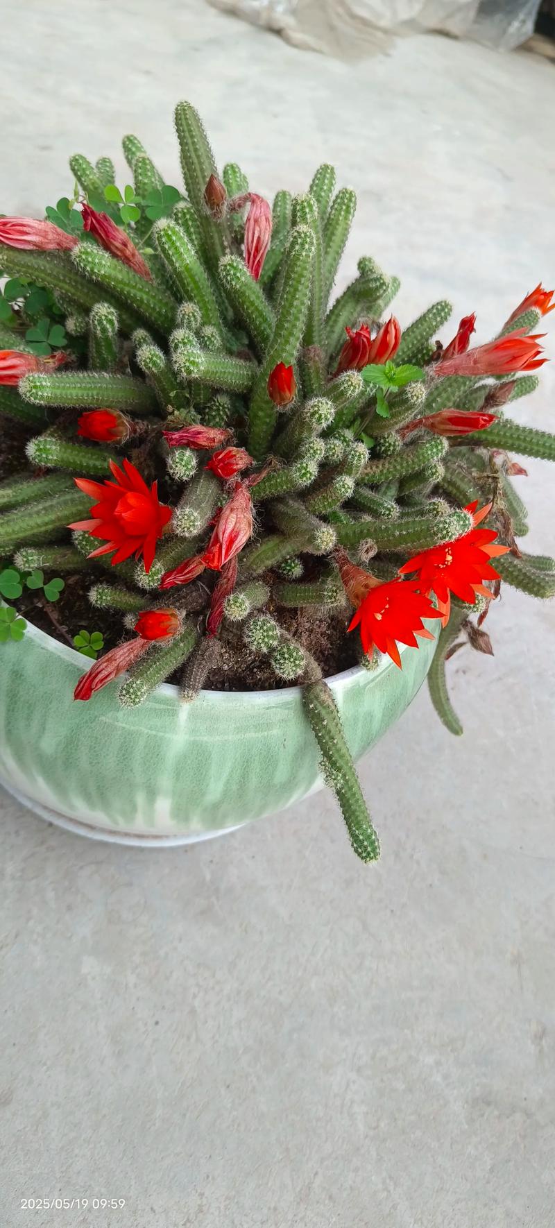 我的花花世界  第1张