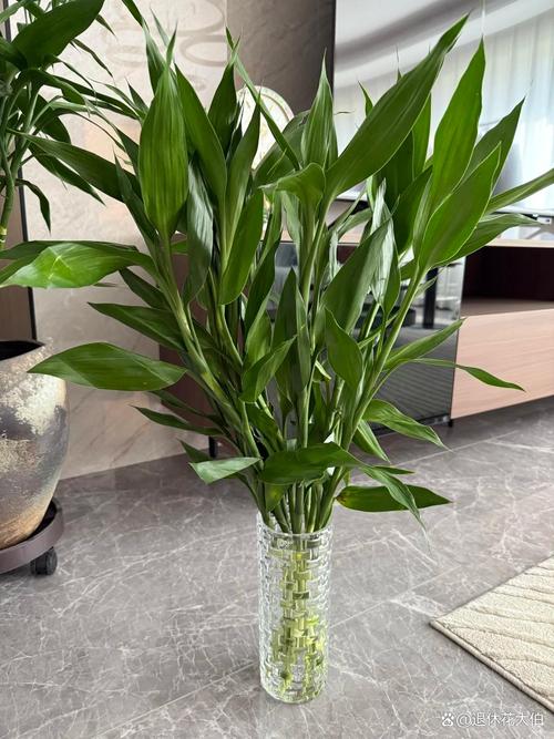 工位上的富贵竹，是我唯一的“同事”  第1张