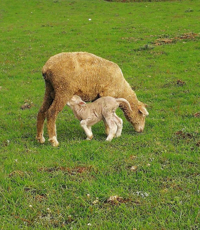 舐犊之情  第1张