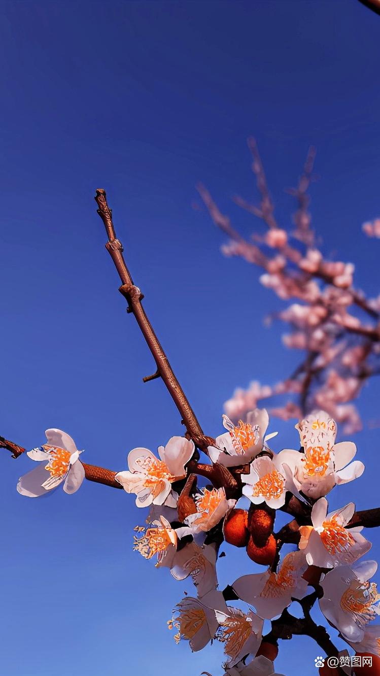 春风十里杏花新 第1张 春风十里杏花新 第1张