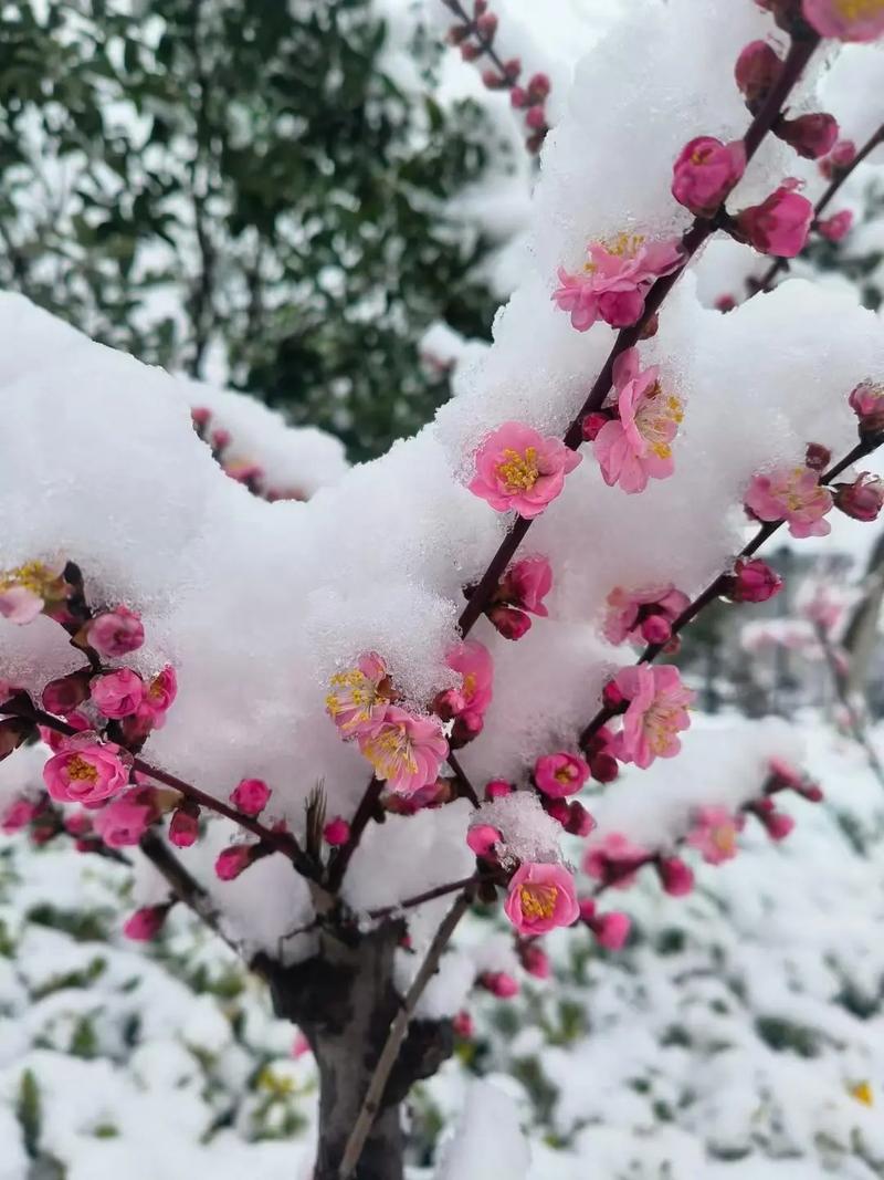桃花雪,梨花落 第1张 桃花雪,梨花落 第1张